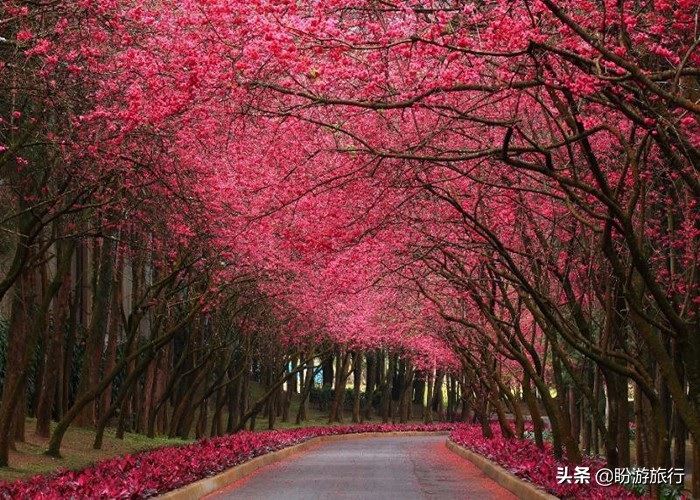 台湾日月潭旅行观光,台湾阿里山赏樱攻略