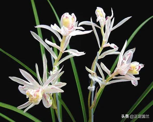 为什么兰花被称为国兰,为什么兰花又叫国兰