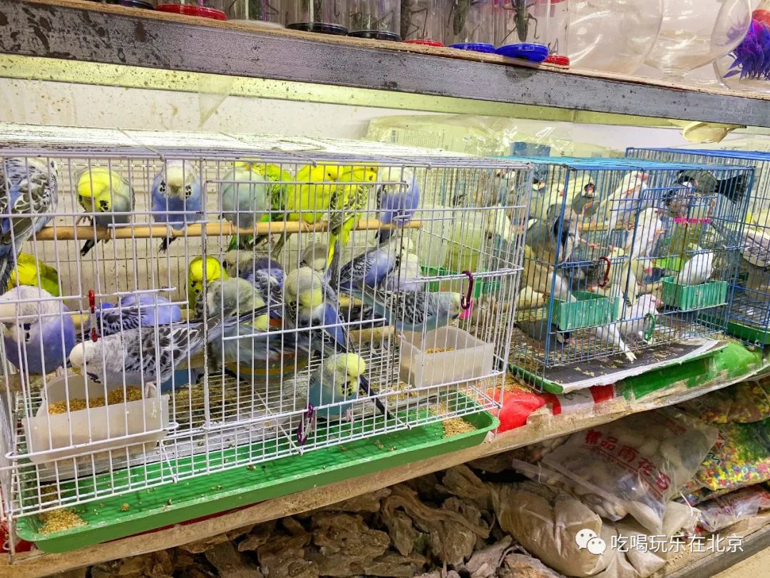 北京花市攻略大全,北京最美赏花景点