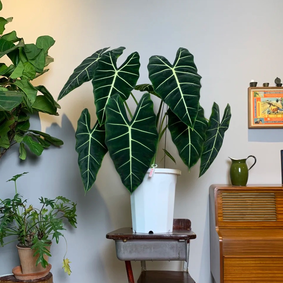 100种绿植大全,50种盆栽绿植花卉大全