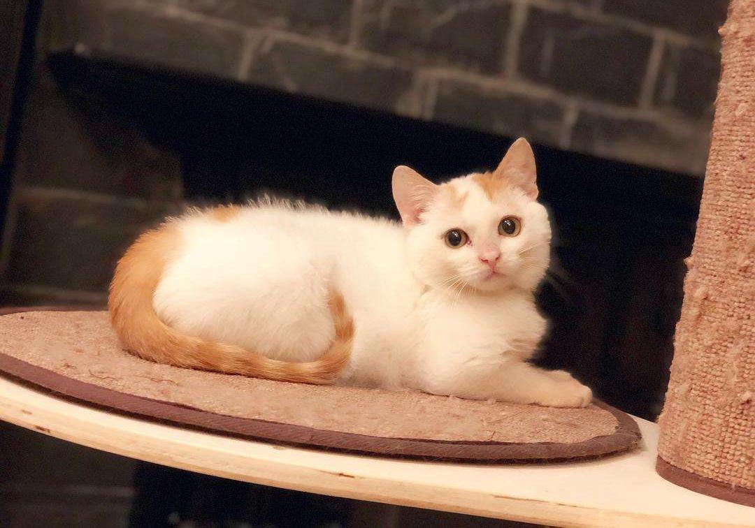 养猫第一天自己怎么适应,养猫新手如何选猫粮