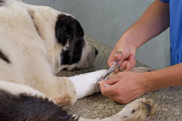 狗狗伤口的脓要不要挤,狗狗伤口有苍蝇虫子