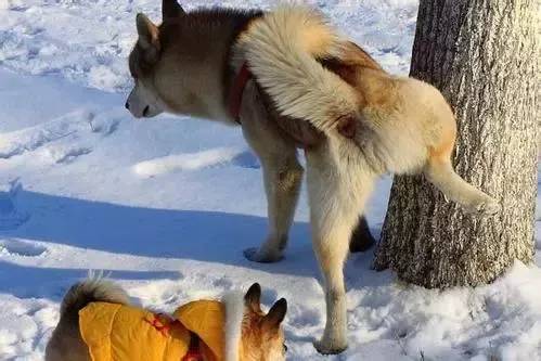 为什么狗狗总是在屋里尿尿,狗狗一出门就不停的撒尿怎么回事