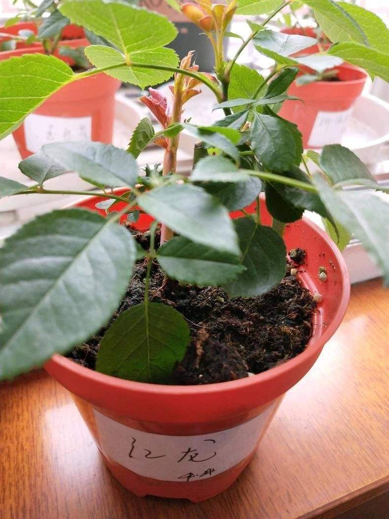 怎样让月季花朵变大,怎样让地栽月季冠幅变大