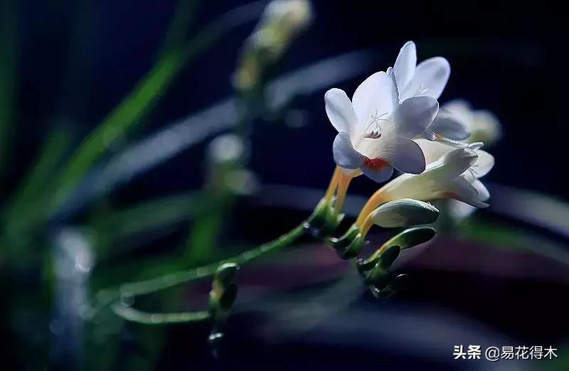 小苍兰前期花苞什么颜色,香雪兰的小苍兰怎么养