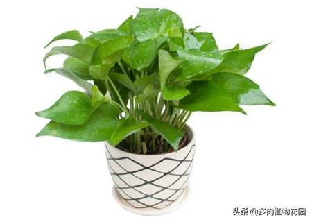 绿萝老是养死是什么原因,绿萝养护方法注意事项