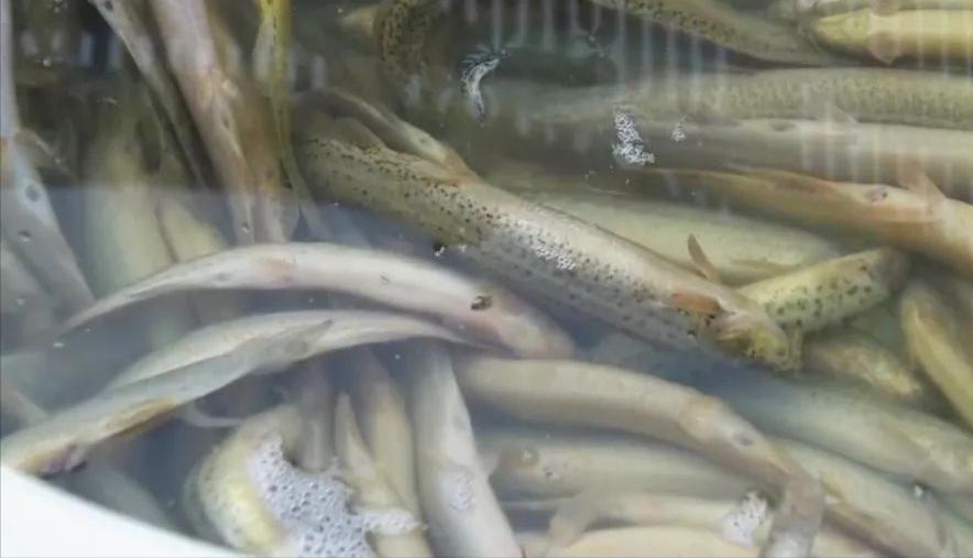 鱼塘泥鳅如何赚钱,泥鳅一亩地能挣多少钱