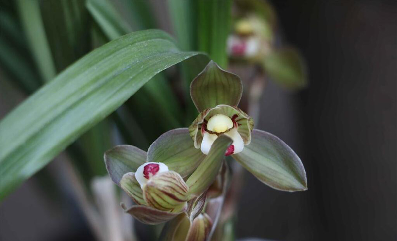 冬天移栽兰花12月份怎么快速服盆,兰花弱苗移盆注意事项