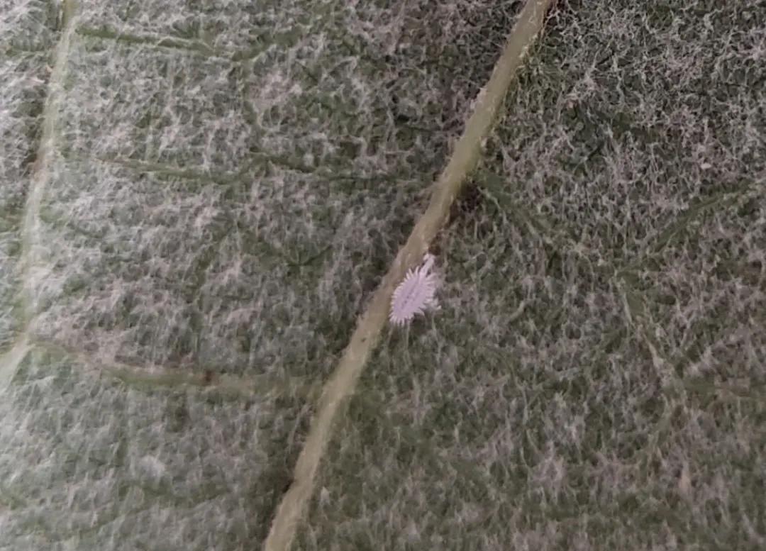 刺吸汁液、传病传毒、还会钻袋？葡萄粉介可真难缠