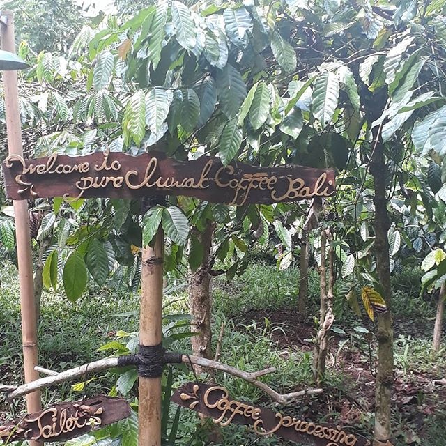 猫屎咖啡有最低消费吗,猫屎咖啡是怎么来的太让人心痛了