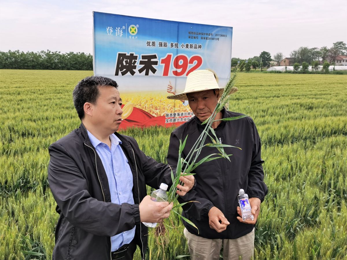 陕禾192小麦品种早熟吗,陕禾1028和192的区别