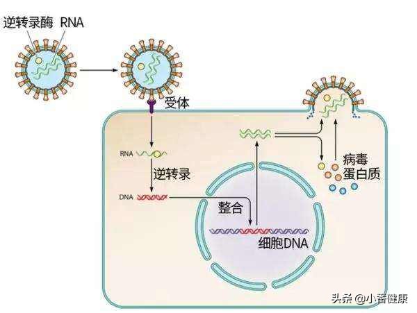 乙肝两对半135阳性hbvdna阴性,乙肝两对半145阳性是怎么回事