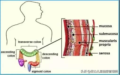 结肠癌知识普及,结肠癌肿瘤10公分严重吗