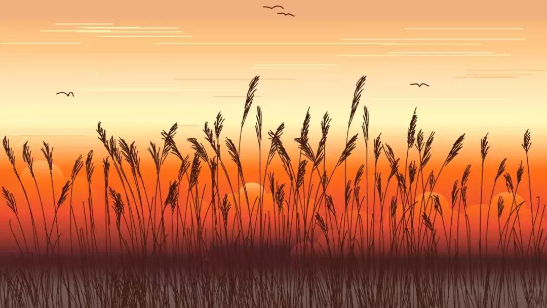 诗经有蒹葭苍苍白露为霜的的章节,诗经里的蒹葭苍苍白露为霜在哪里