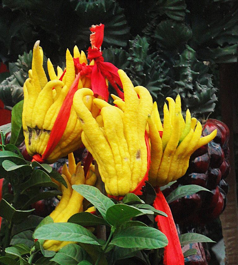 佛手盆栽第二年还会长果实吗,佛手盆栽一年结几次果