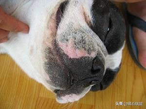 犬湿疹怎么确诊,犬湿疹会痒吗