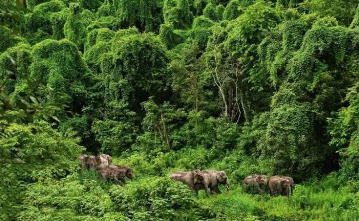 西双版纳风景之旅自由行旅游攻略,邂逅雨林西双版纳秘境之旅