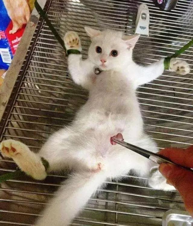 母猫发情期怎么办？铲屎官们可以这样解决，快来看看吧