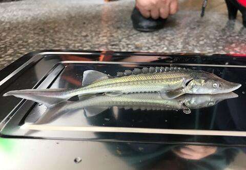 白鲟灭绝后，中华鲟还能坚持多久？