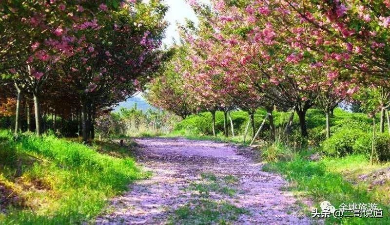 浙江看日本樱花最佳地方,浙江赏樱花最佳地排行榜