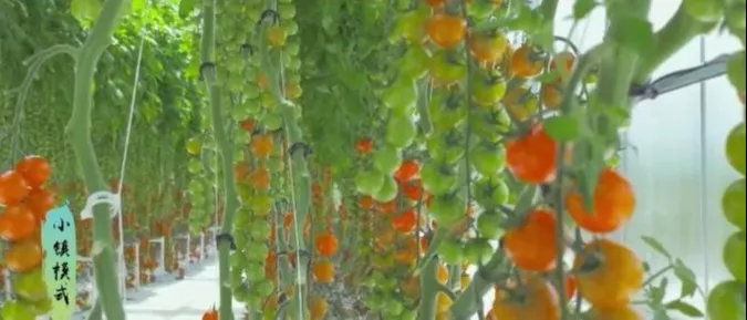 广东清远农民丰收节,清远市庆祝农民丰收节