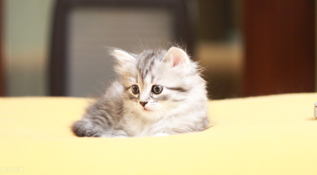 猫咪拉稀可以吃罐头吗,猫咪拉稀是什么病预兆