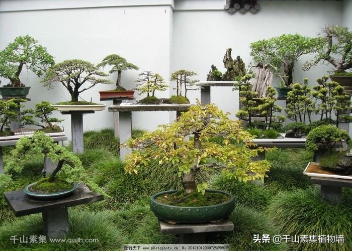 园艺疗法的作用分析,园艺疗法的疗愈原理