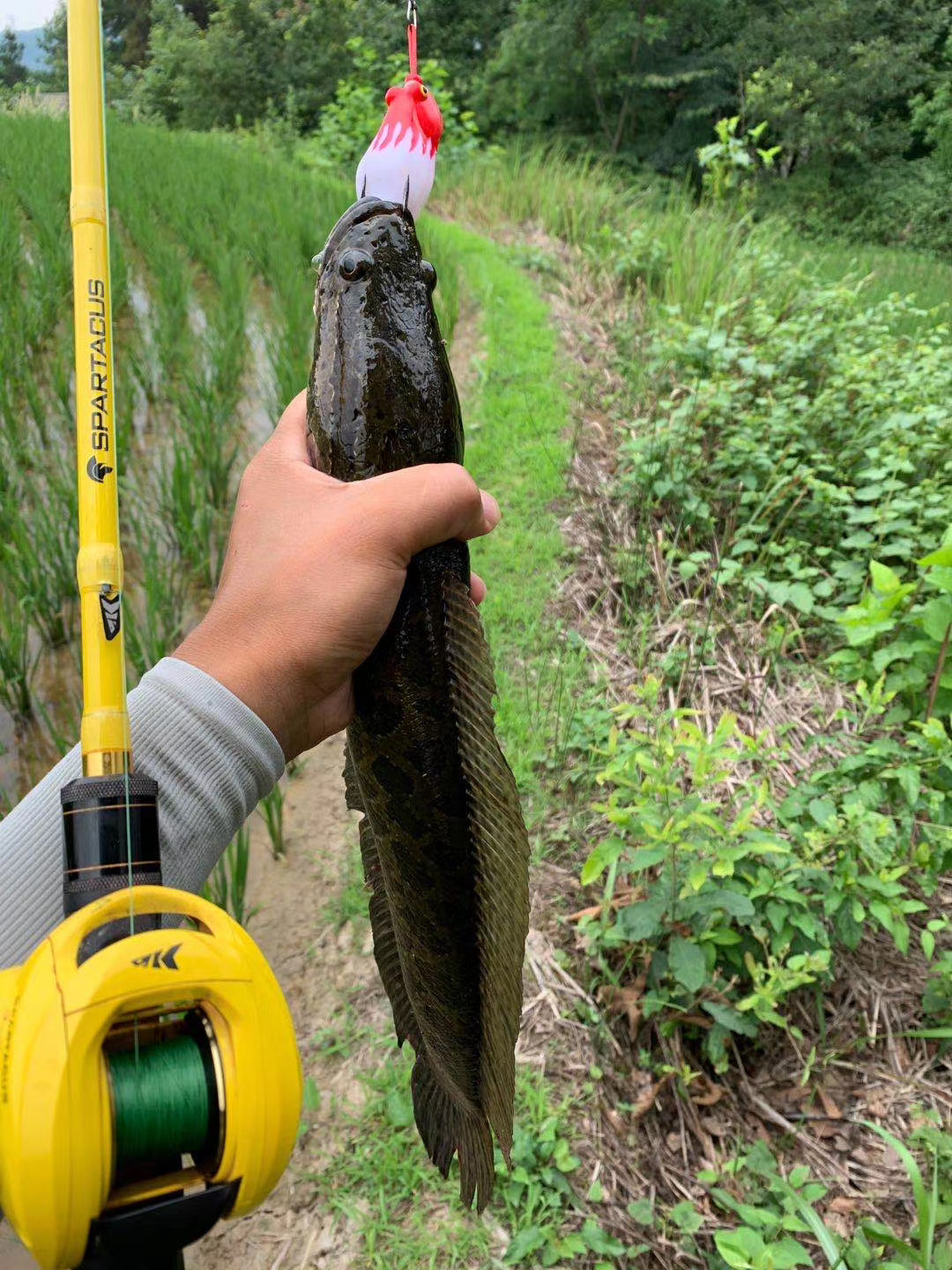 直柄路亚竿跟枪柄路亚有什么差别,路亚ul马口竿建议直柄还是枪柄