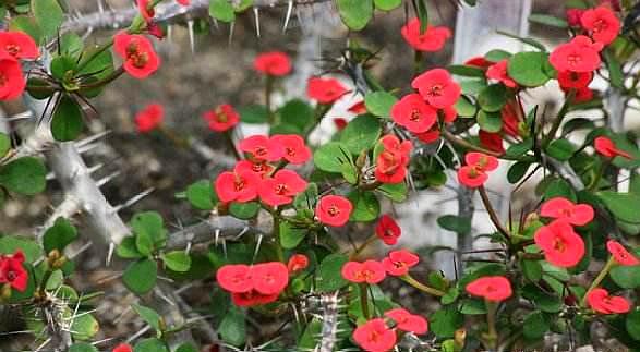 养虎刺梅的寓意,养虎刺梅易犯鼻炎吗