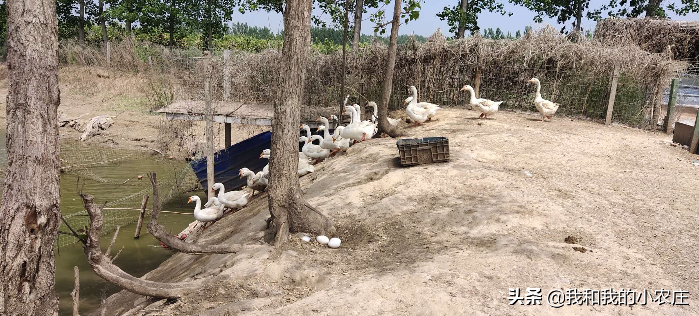 鹅产未成形蛋怎么回事,鹅产蛋期掉蛋包什么原因