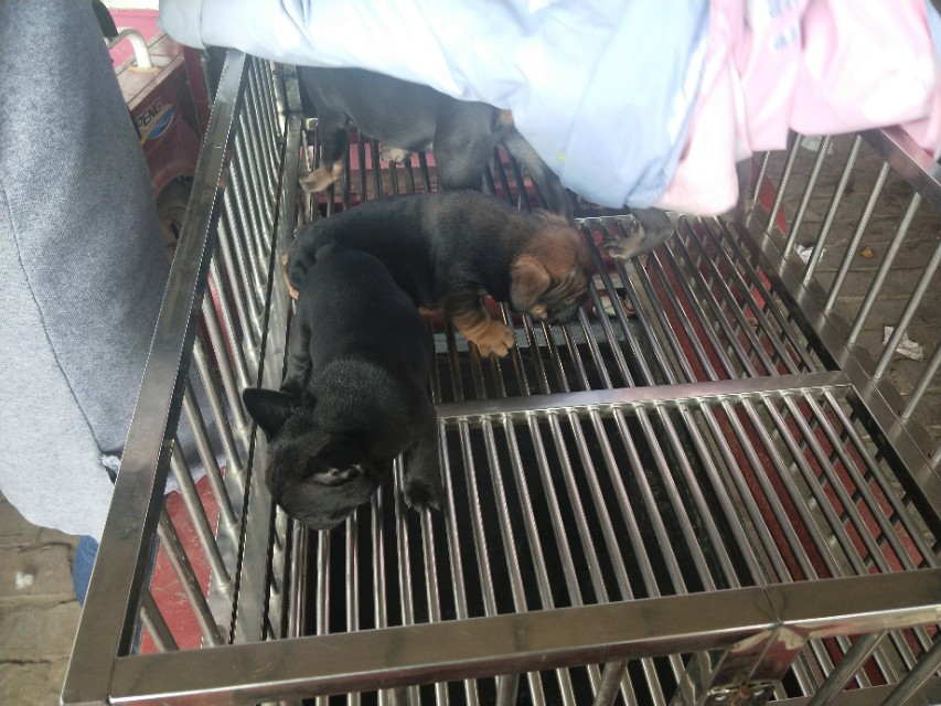 小伙去狗场抓德牧,开封狗市抓狗