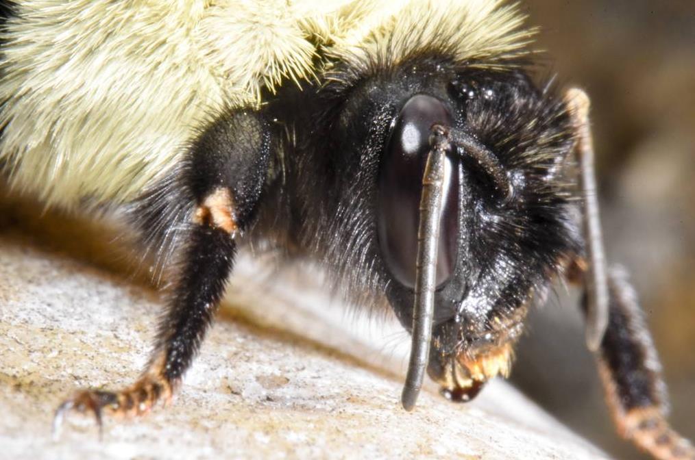 农村人又爱又恨的小昆虫，如今搬上餐桌，真下不去口