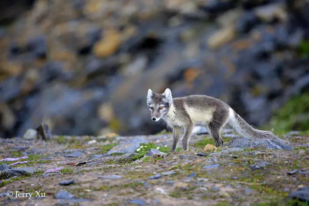 一组国际摄影大赛获奖作品速览,震撼心灵的45张摄影金奖照片珍藏