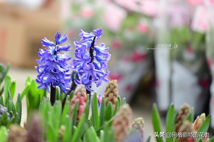 过年买点花,过年了买点什么花草