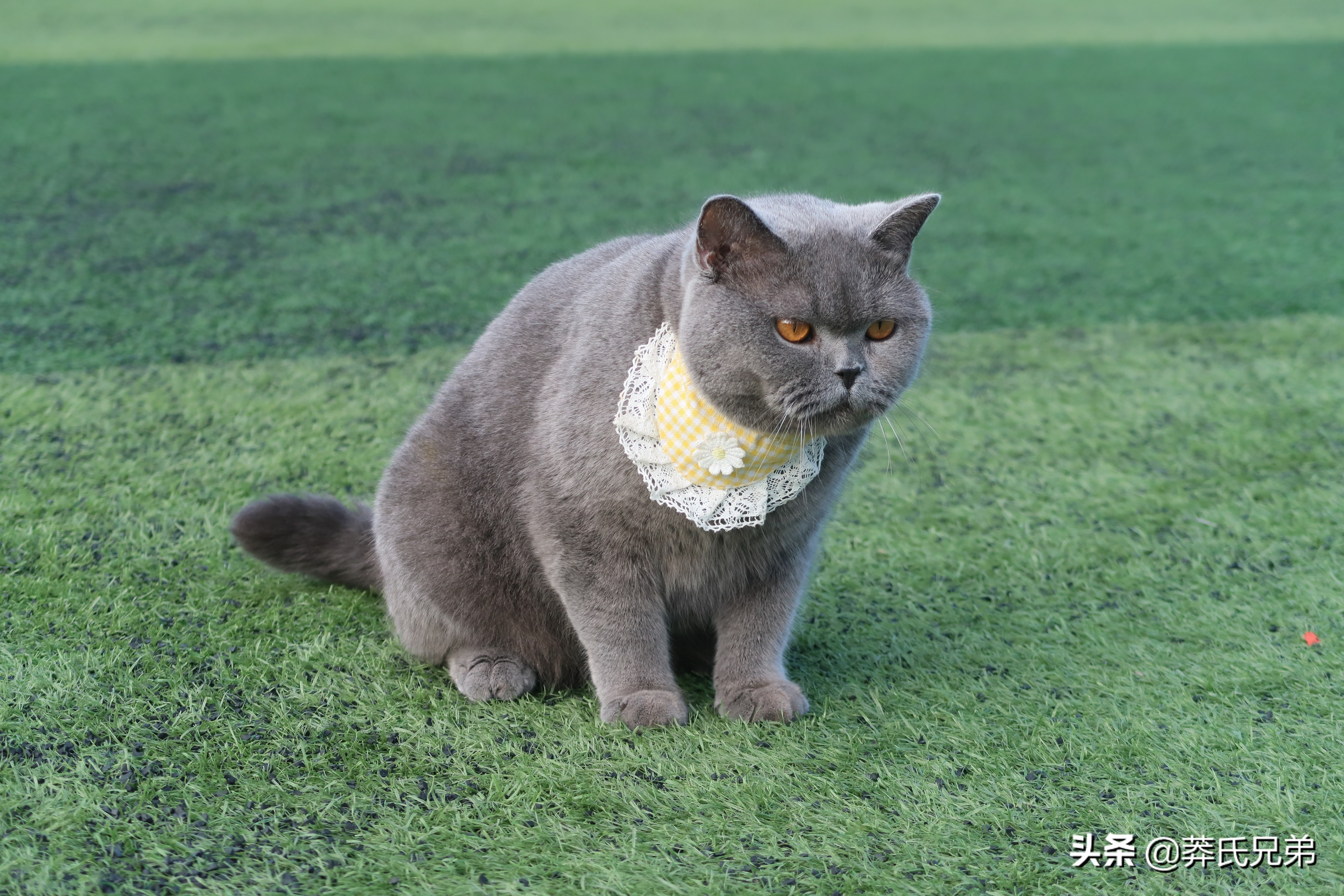 带猫去打篮球,带小猫咪去球场