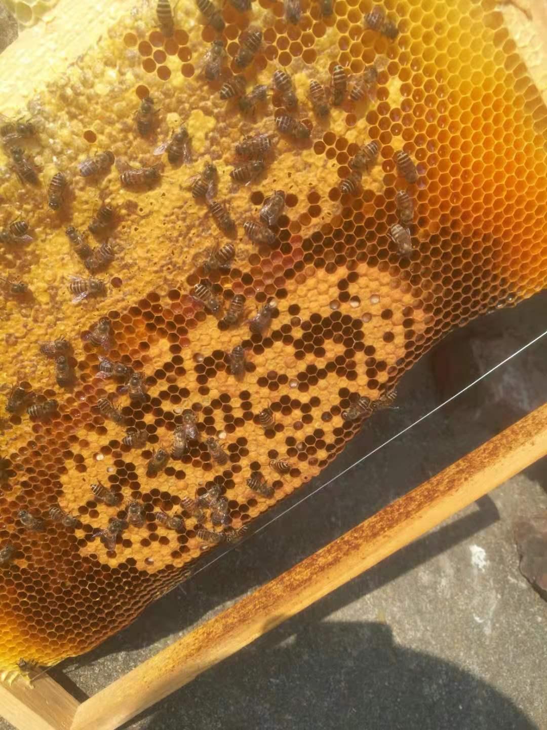 蜂群只有一脾幼虫可以吗,中蜂患了幼虫病怎么治