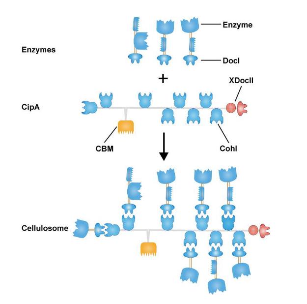 秸秆如何制成生物质燃料,玉米秸秆制作生物燃料