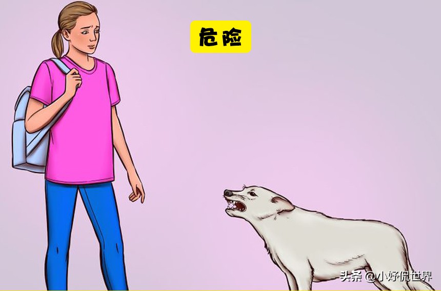 对待流浪狗伤人的方法,如何有效预防和减少流浪狗的出现