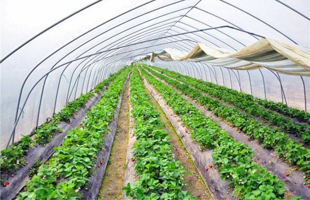 草莓花期蓟马危害用什么药,草莓大棚里的蓟马怎么防治