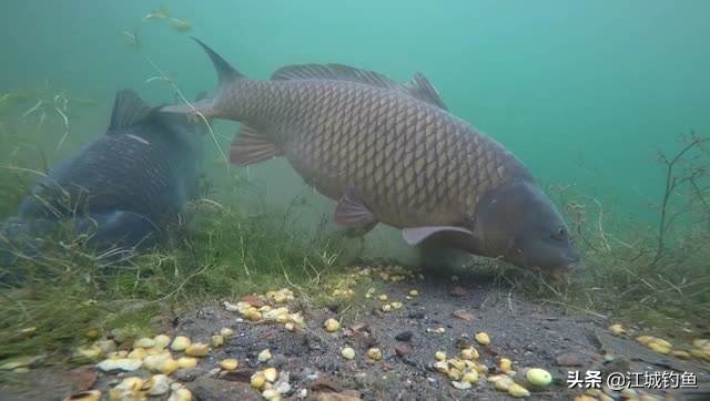 钓鱼时打窝很重要吗,钓鱼接窝子正确方法