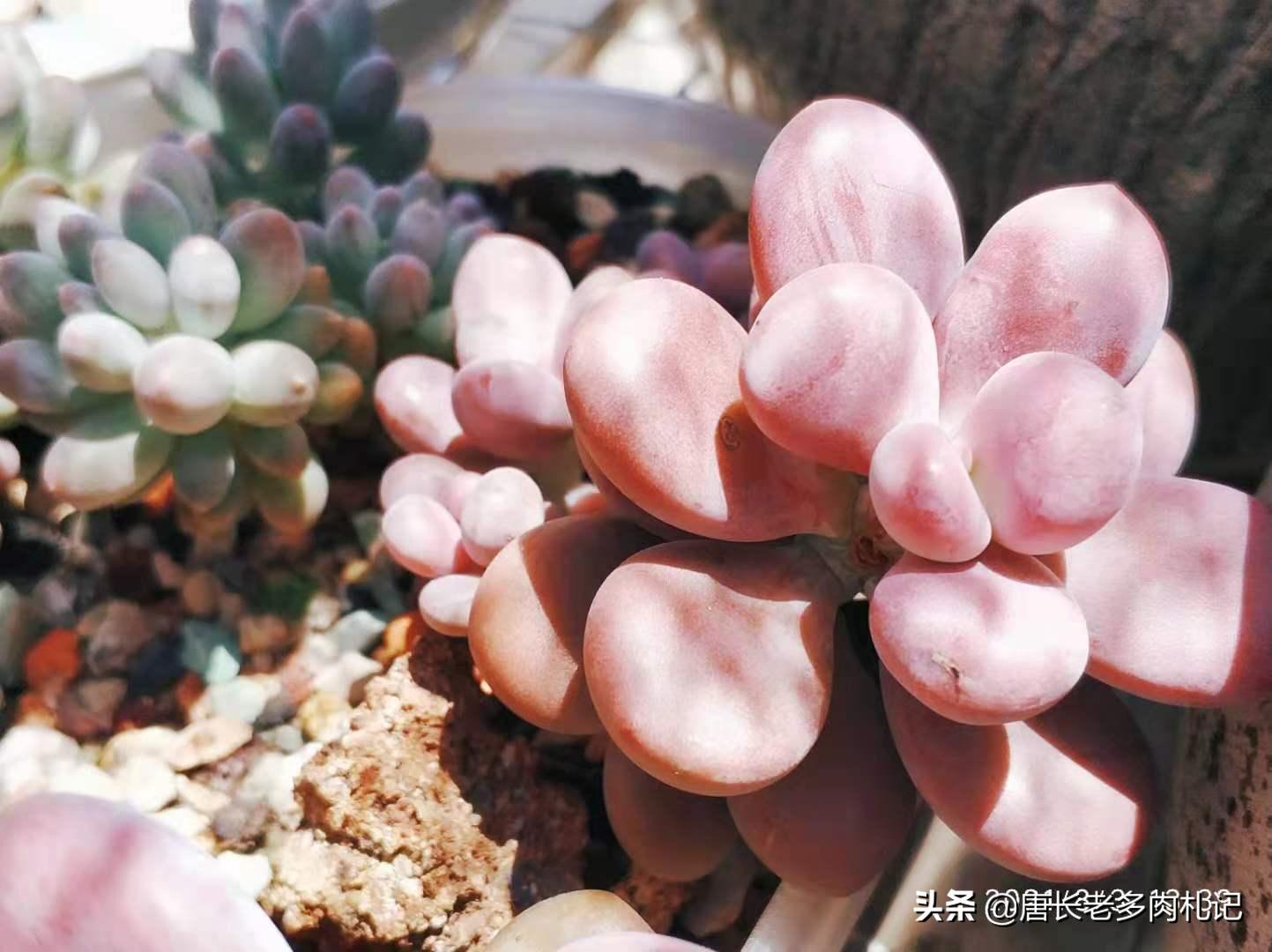 不怕晒的多肉该有哪几种,肉友喜欢的多肉品种