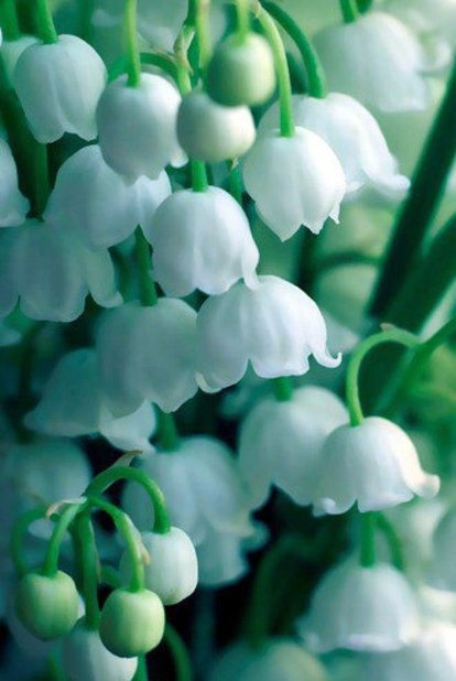 重瓣风铃草怎么爆盆,风铃草开完花后第二年还能开花吗