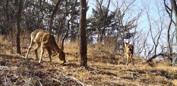 上山途中偶遇迷路野生小鹿,陕西一男子偶遇两只野生小鹿
