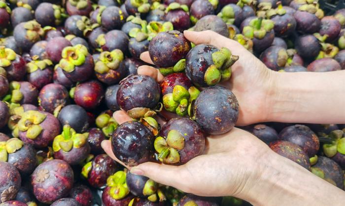 山竹怎么挑选公母不白吃,山竹怎么挑公母区别好坏