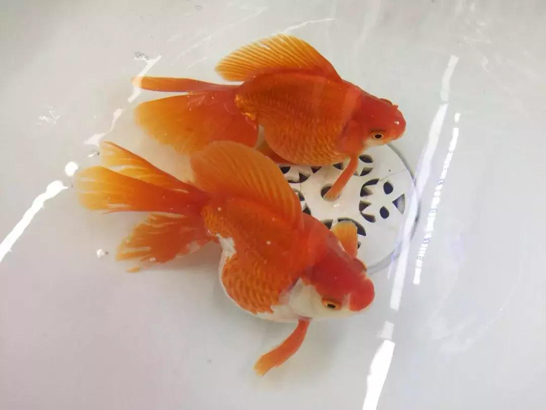 金鱼白点病的小瓜虫是哪里来的,观赏鱼用小瓜虫白点病特效药