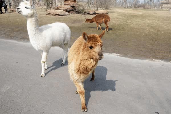 南通森林野生动物世界好玩吗,南通森林野生动物园门票团购