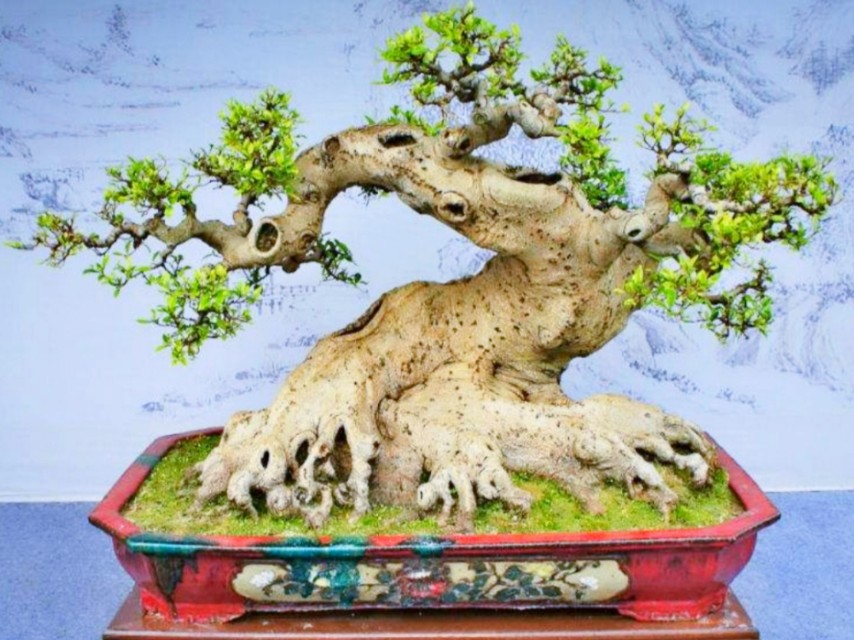 小根榕树盆景制作,榕树怎么盘根好看