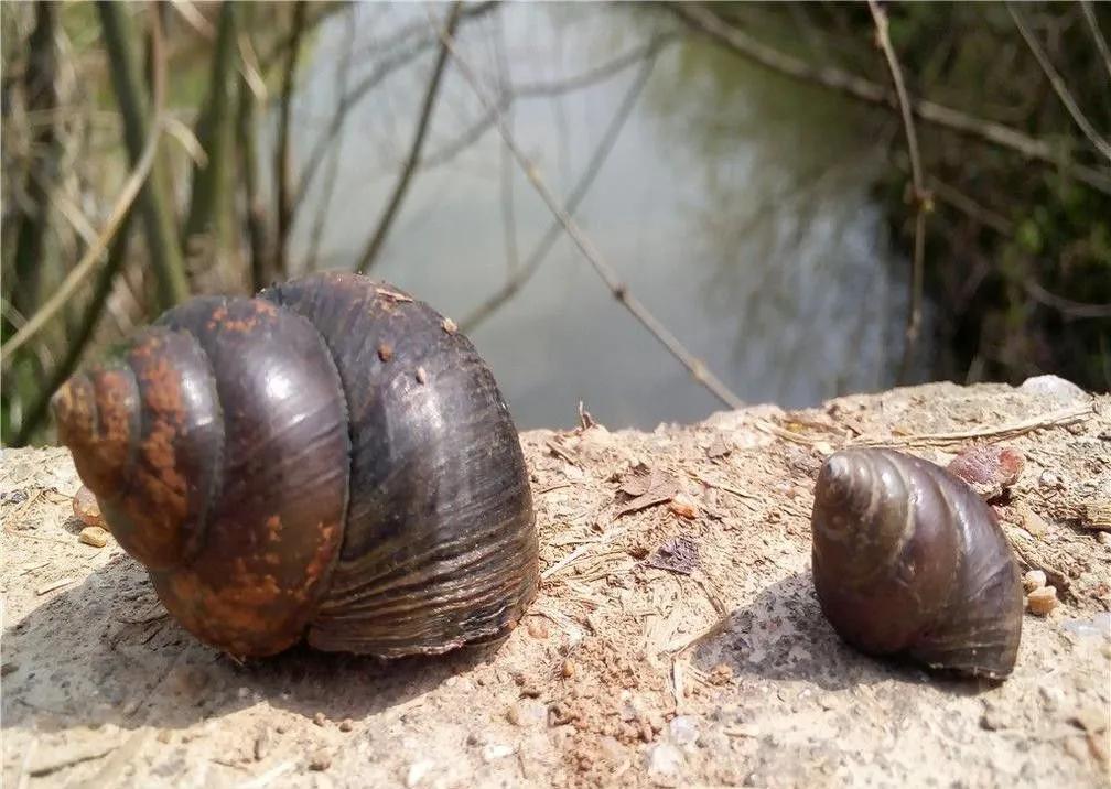 螺蛳粉炒螺图片,螺蛳粉美味螺