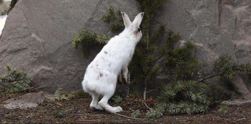 兔子的食性和饮食习性有哪些特点,兔子除吃草外还会吃什么