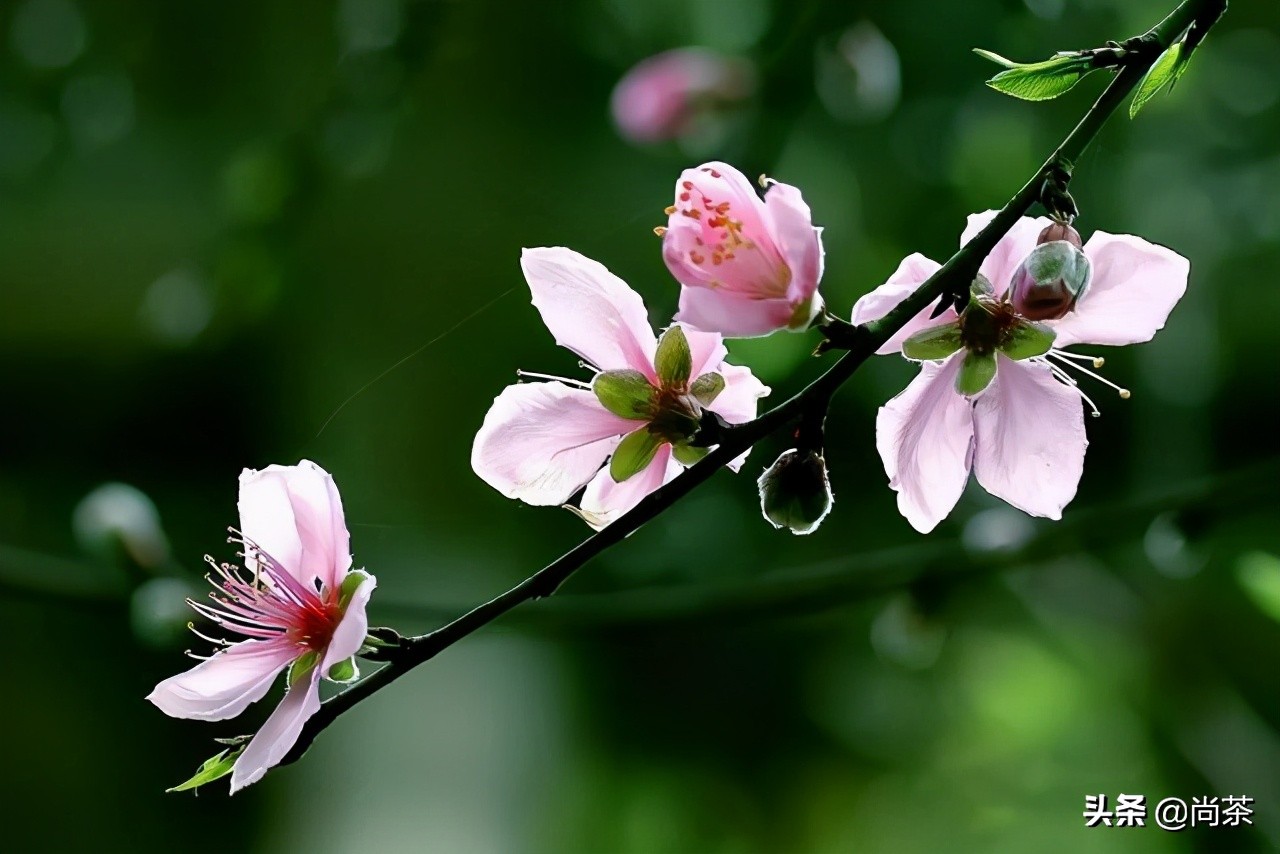 惊蛰与茶,惊蛰喝什么茶养生